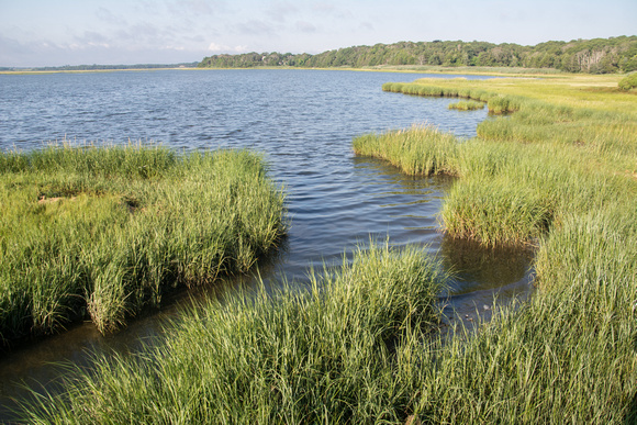 Eastham Marsh