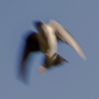Swallow C in Flight