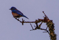 Young Male Western Bluebird (Sialia mexicana) in Phainopepla Tree at Dawn