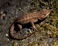 Lizard on Pestle