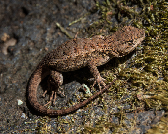 Lizard on Pestle