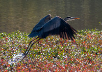 11/2/2013 Great Blue Heron Catches a Fish