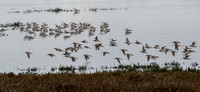 Long-billed? Dowitchers (Limnodromus scolopaceus) Land near Avocets