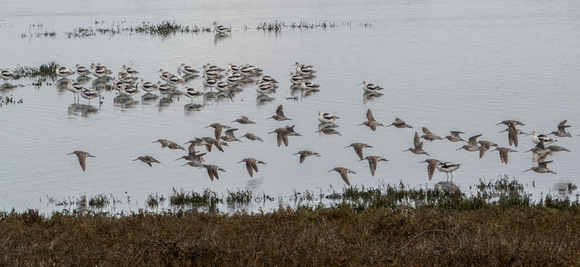 Long-billed? Dowitchers (Limnodromus scolopaceus) Land near Avocets