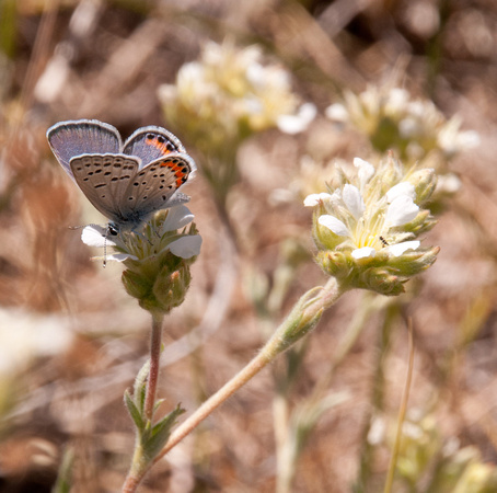 Butterfly & Beetle on Plumas Ivesia