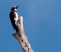 Female Acorn Woodpecker (Melanerpes formicivorus) in Acorn Snag