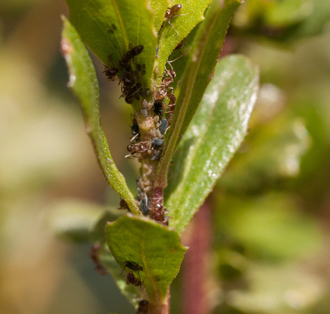 Massed Argentine Ants (Linepithema humile) Farming on new Leaves of a Coyote Brush (Baccharis pilularis) near the Sun Research Center