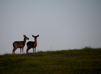 Two Young Deer at Dawn