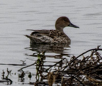 Female Duck -- Northern Pintail (Anas acuta)?