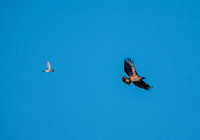 American Kestrel (Falco sparverius) Hassles Red-Tailed Hawk (Buteo jamaicensis)