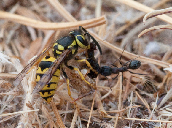 Yellowjacket Wasp and Harvester Ant (Messor andrei) Feed on Grasshopper Carcass