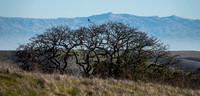 American Kestrel (Falco sparverius), Again