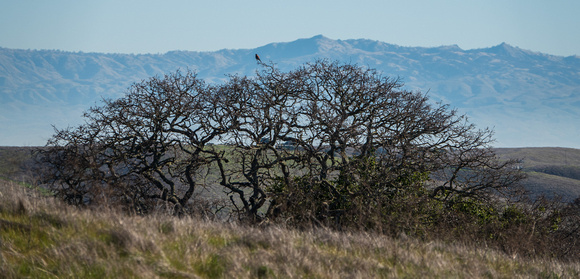 American Kestrel (Falco sparverius), Again