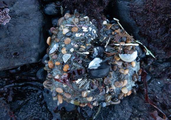 Sea Anemone at Low Tide