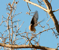 Cedar Waxwing (Bonbycilla cedrorum) in Flight
