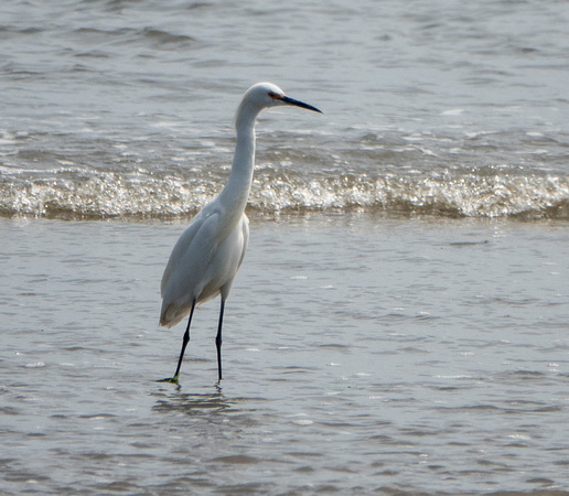 Snowy Egret (Egretta thula) at Pillar Point Marsh