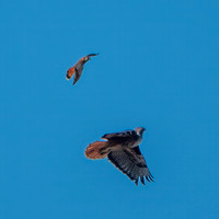 1/22/2025 Kestrel Hassles Hawk and More