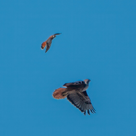 Male American Kestrel (Falco sparverius) Hassles a Soaring Red-tailed Hawk (Buteo jamaicensis)