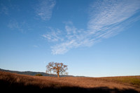 Lonely Valley Oak at Moonset
