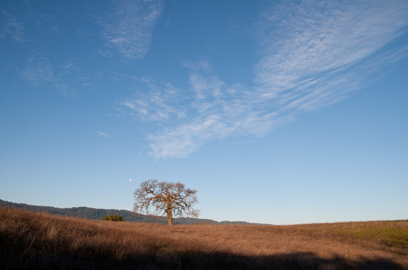 Lonely Valley Oak at Moonset