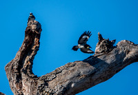 Acorn Woodpecker Flies