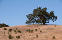 Valley Oak (Quercus lobata) in Grasslands