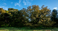 Oaks with Deer