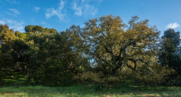 Oaks with Deer