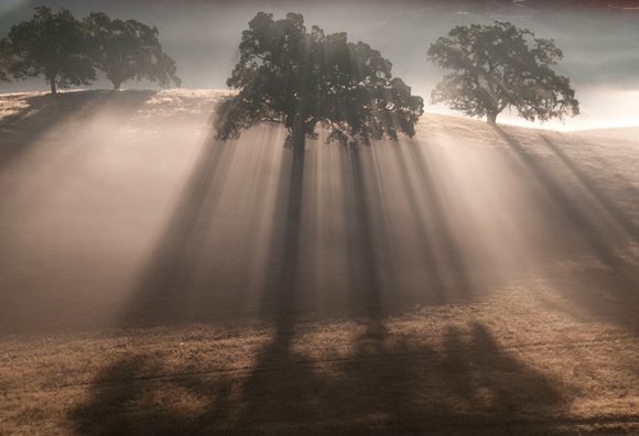 Dawn Shadows