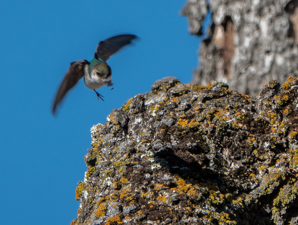 Violet-green Swallow (Tachycineta thalassina) Takes Off with Moss