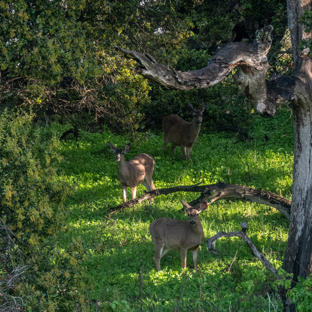 Three Deer