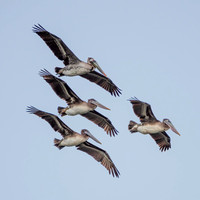 Four Pelicans in Formation