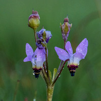 Lowland Shooting Star (Primula clevelandii var. patula) after Rain