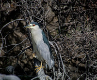 Black-crowned Night Heron (Nycticorax nicticorax)