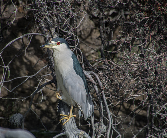 Black-crowned Night Heron (Nycticorax nicticorax)