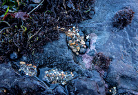Sea Anemones Covered in Pebbles and Shells