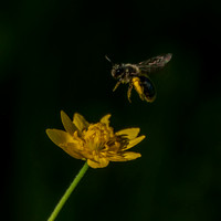 4/12-13/2024 Springtime Display with Insects