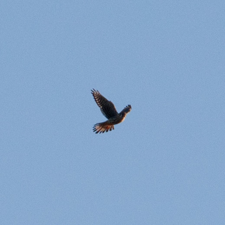 American Kestrel (Falco sarverius), Kiting