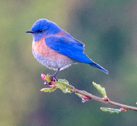 3/15/2020 Frog Pond: Bluebird and Rainbow in the Rain