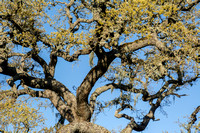 Visitors' Oak in Springtime