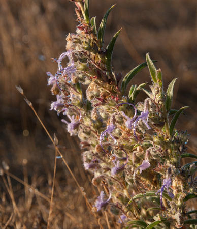 Grassland Plant with Dew (Detail)