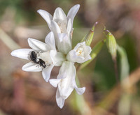 Two Beetles on White Flower
