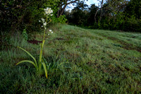 Fremont's Star Lily (Toxicoscordion fremontii) Stands Alone