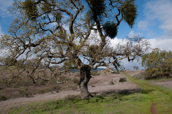 Valley Oaks (Quercus lobata) along Road F