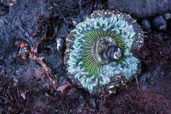 Open Sea Anemone