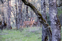Deer in Blue Oak Forest