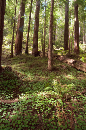 Redwood Understory