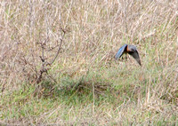 Female Western Bluebird (Sialia mexicana) beneath Visitors' Valley Oak