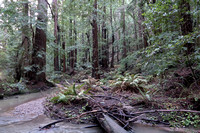 11/1/2022 Butano Park, Redwoods Kissed by Fire