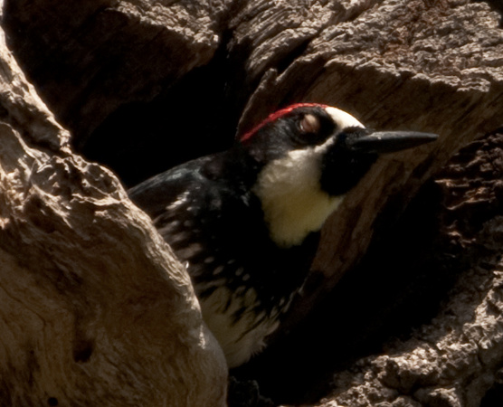 Closed Eye Covers on Acorn Woodpecker (Melanerpes formicivorus)